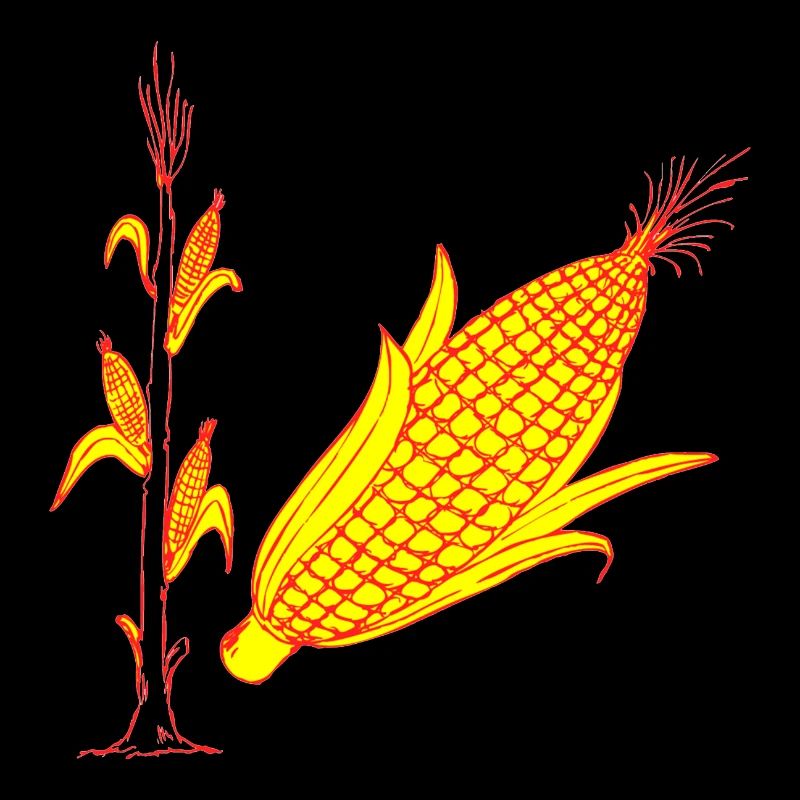 Corn cob plant harvest thanksgiving growing construction
