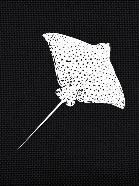 Eagle rays
