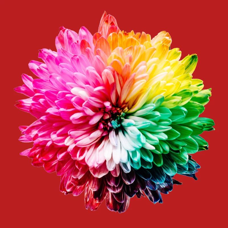 Chrysantheme Regenbogen