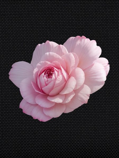 Rose Pink