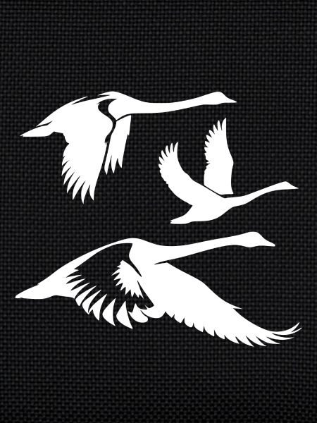 Flying whooper swans group
