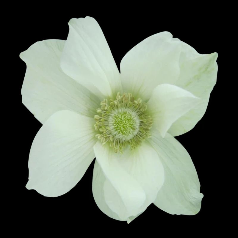 Flower de