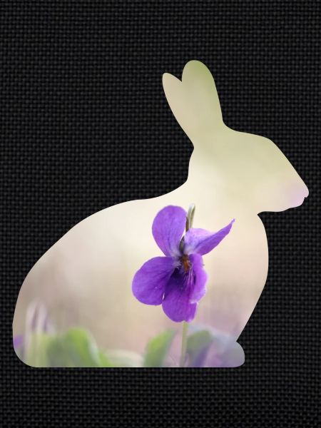 Rabbit Rabbit