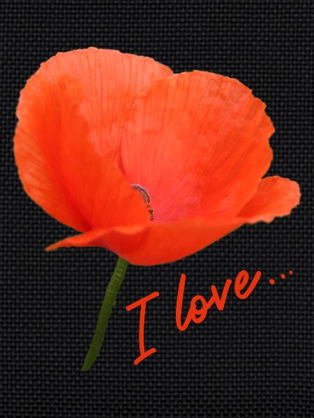 Mohn I love Mohnblume