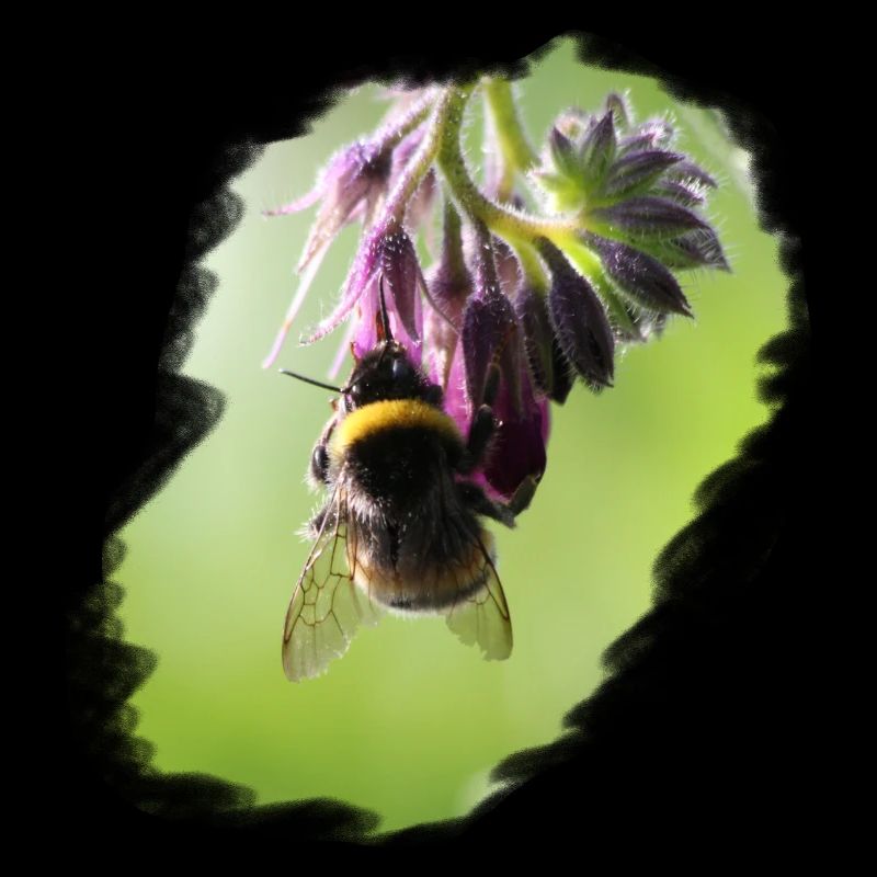 Abeille sur fleur gros plan