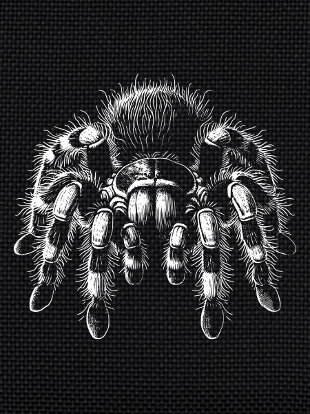 Large Hairy Tarantula Tarantula