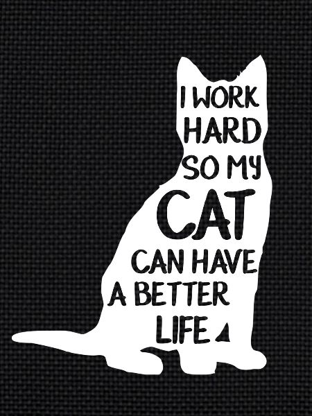 chat avec exigeant