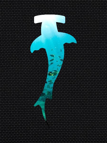 Hammerhead diving