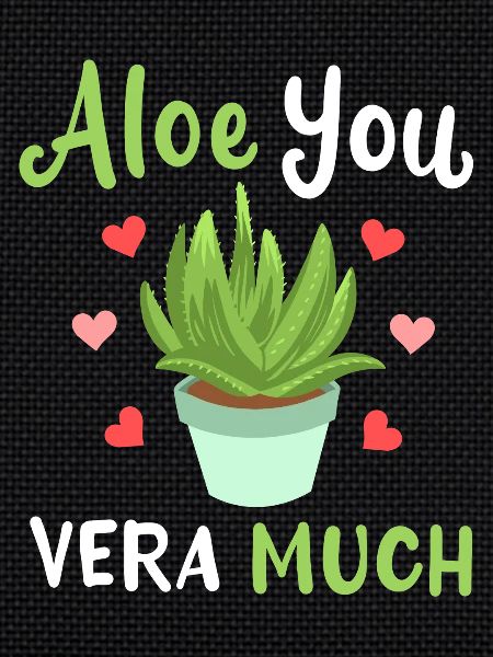 Aloe Vera Succulents