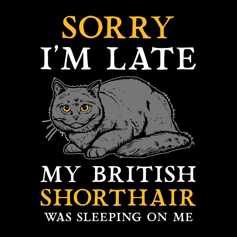 Britisch Kurzhaar BKH Katze