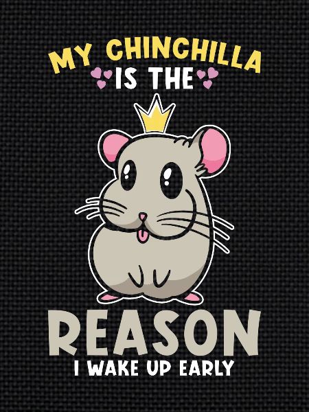 Chinchilla Cute