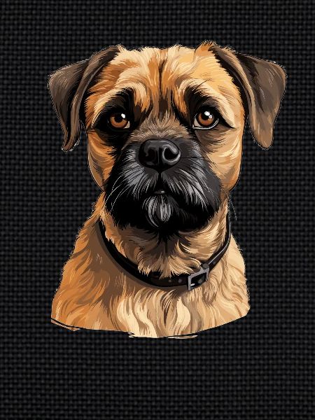 Chien Border Terrier