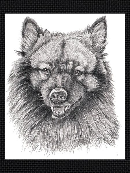 Keeshond sticker