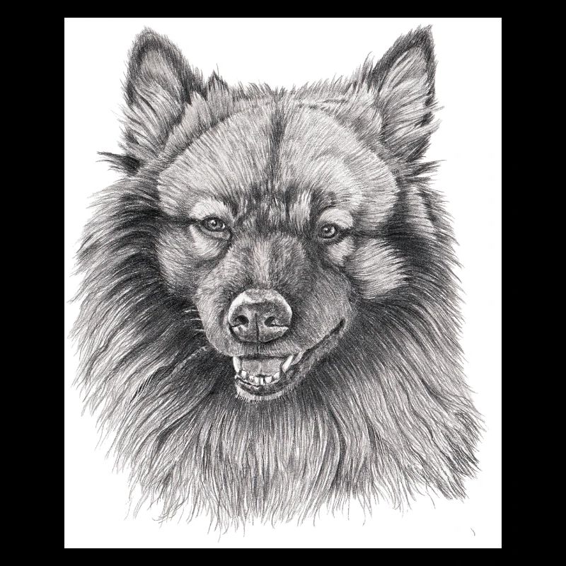Keeshond sticker