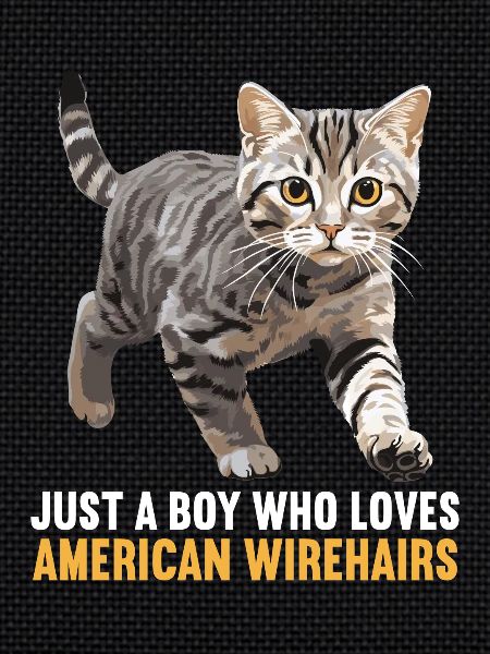 Chat Chats American Wirehair
