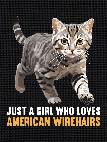 Chat Chats American Wirehair
