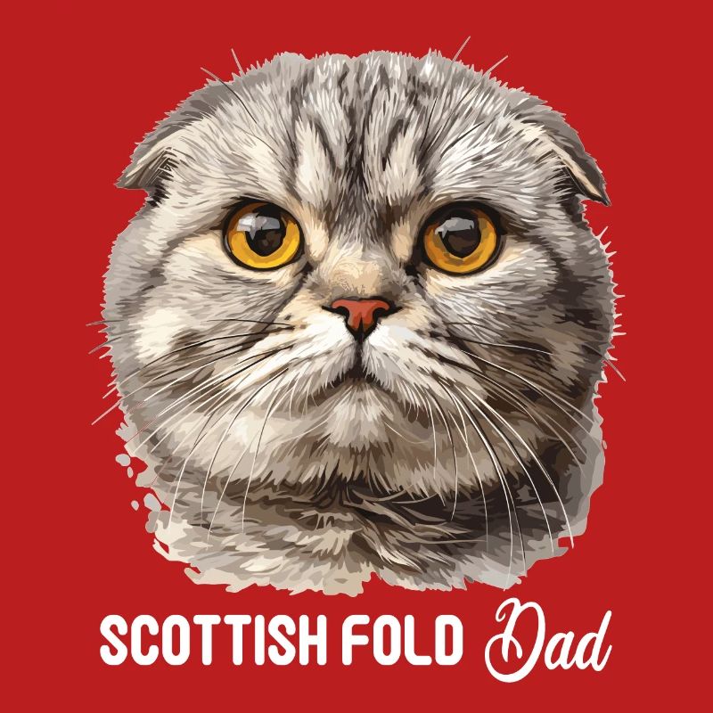 Scottish Fold Kitten Scottish Fold chat
