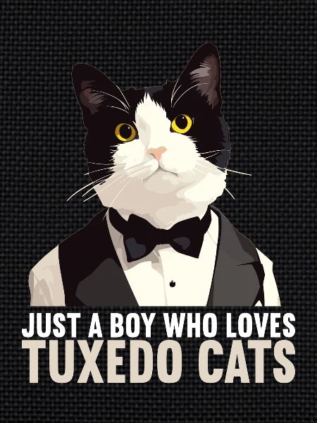 Tuxedo Kitten Tuxedo Cat