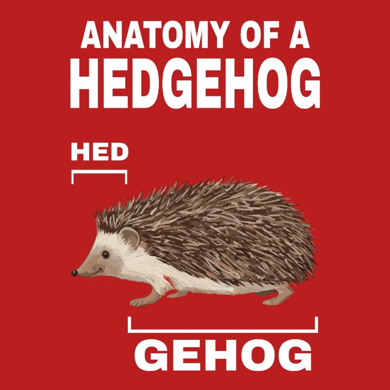Anatomie d’un hérisson HED GEHOG hérisson avec mignon