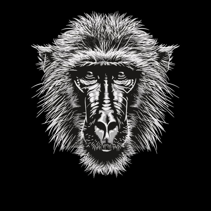 Baboon Paviane Pavian