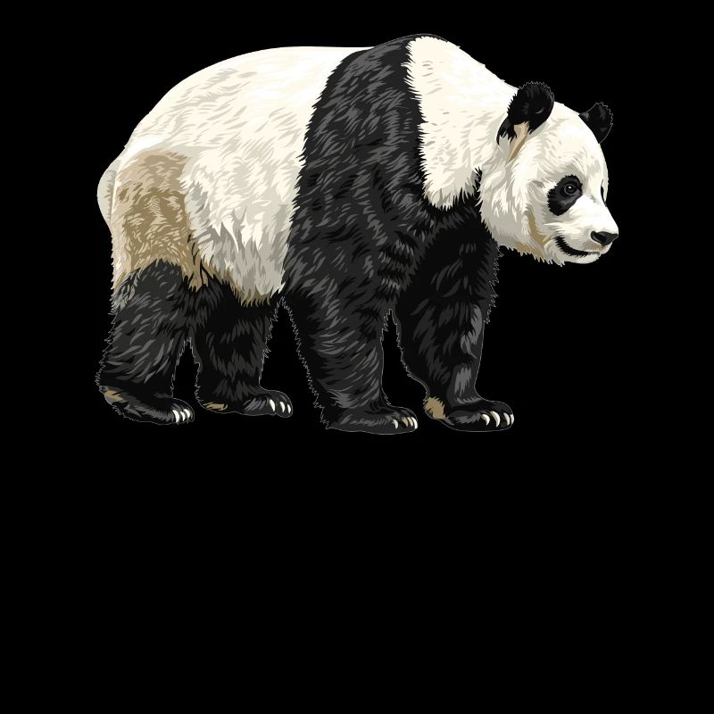 Giant Panda Große Pandas Großer Panda