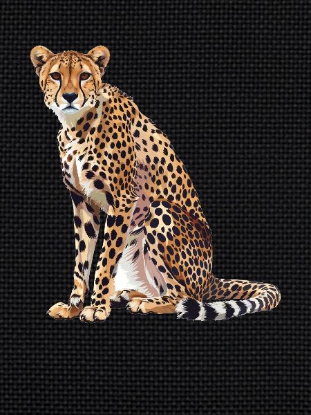 Cheetah Geparde Gepard