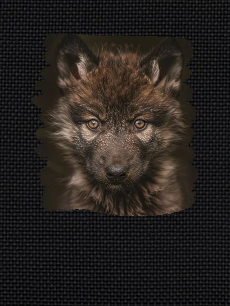 Wölfe Wolf