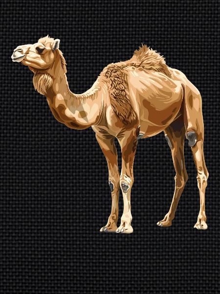 Camel Kamele Kamel