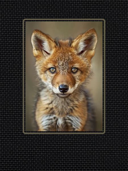 Coyotes Coyote