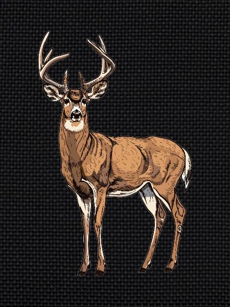 Deer Deer