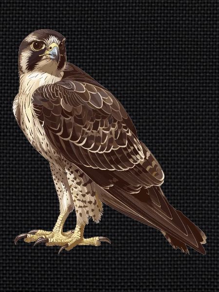 Falcon Falcon