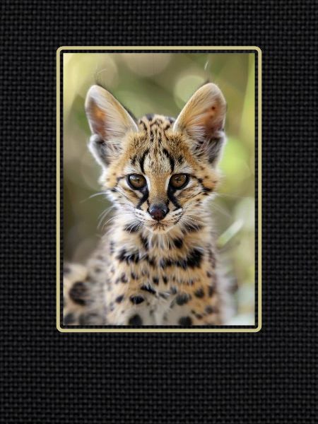 Servale Serval
