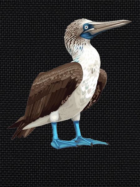 Blue-footed booby