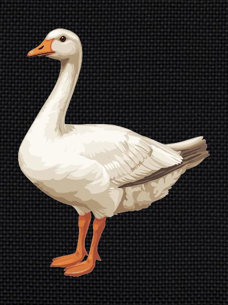 geese goose
