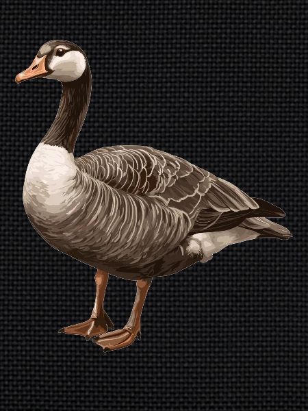 geese goose