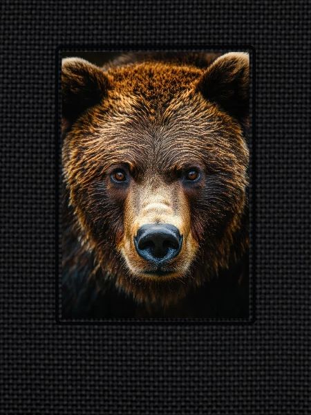 Grizzlis Ours grizzly
