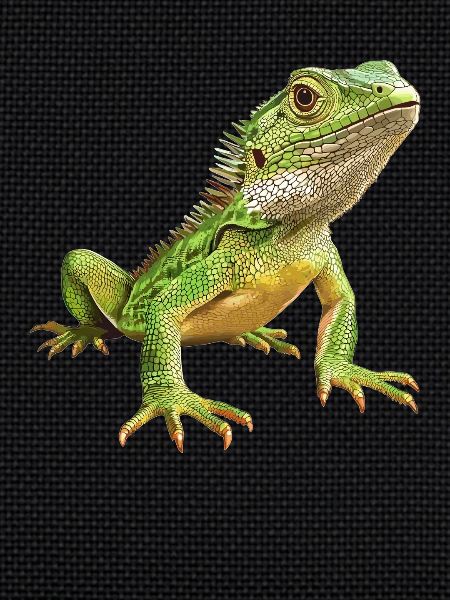 Lizards Lizard