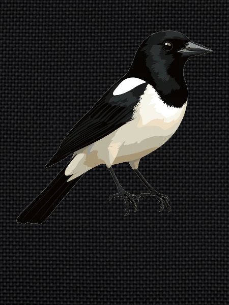 Magpies Magpie