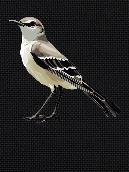 Oiseaux moqueurs Oiseaux moqueurs
