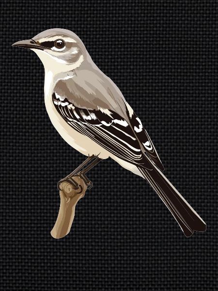 Oiseaux moqueurs Oiseaux moqueurs