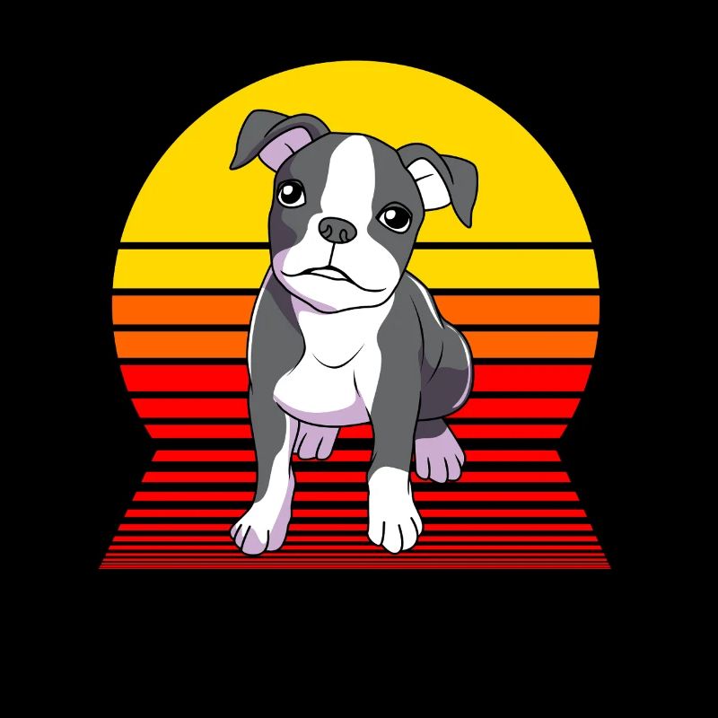 Boston Terrier