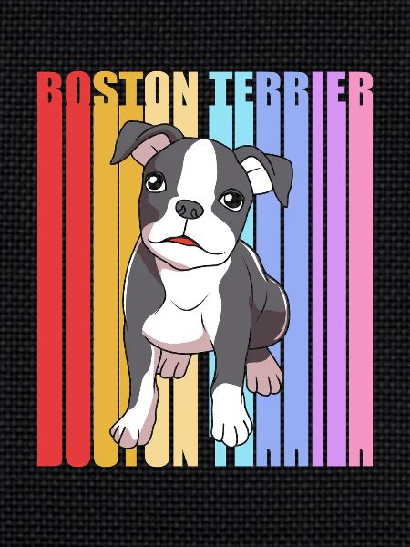 Boston Terrier