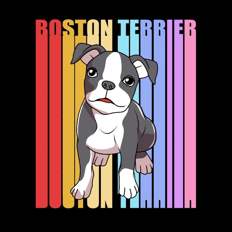 Boston Terrier