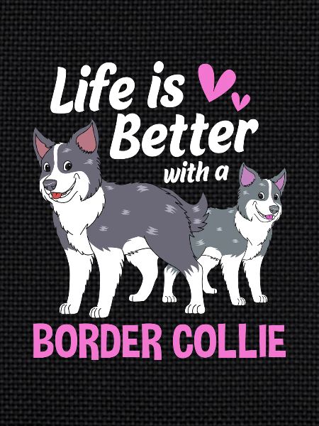 Border Collie