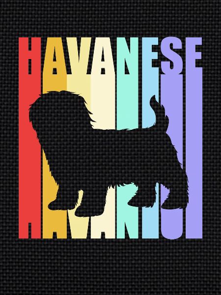 Havanese dog