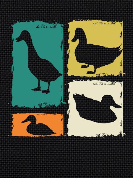 Canards