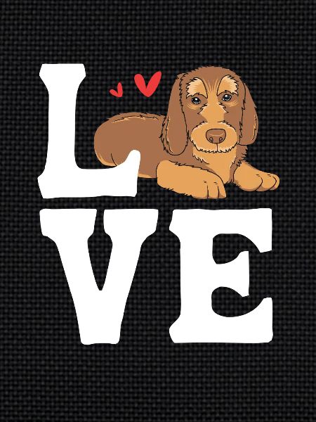 Dachshund wire-haired dachshund