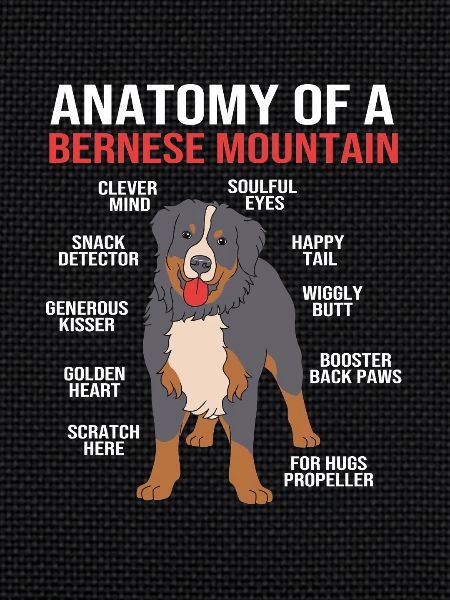 Bouvier bernois