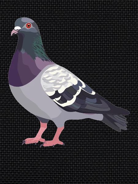Pigeons Pigeon