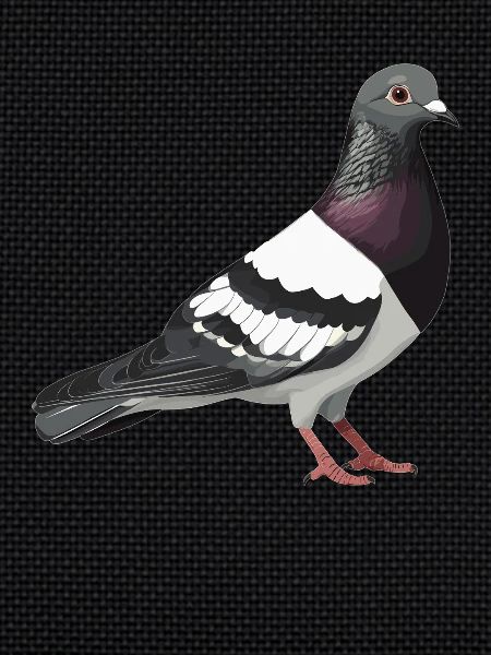 Pigeons Pigeon